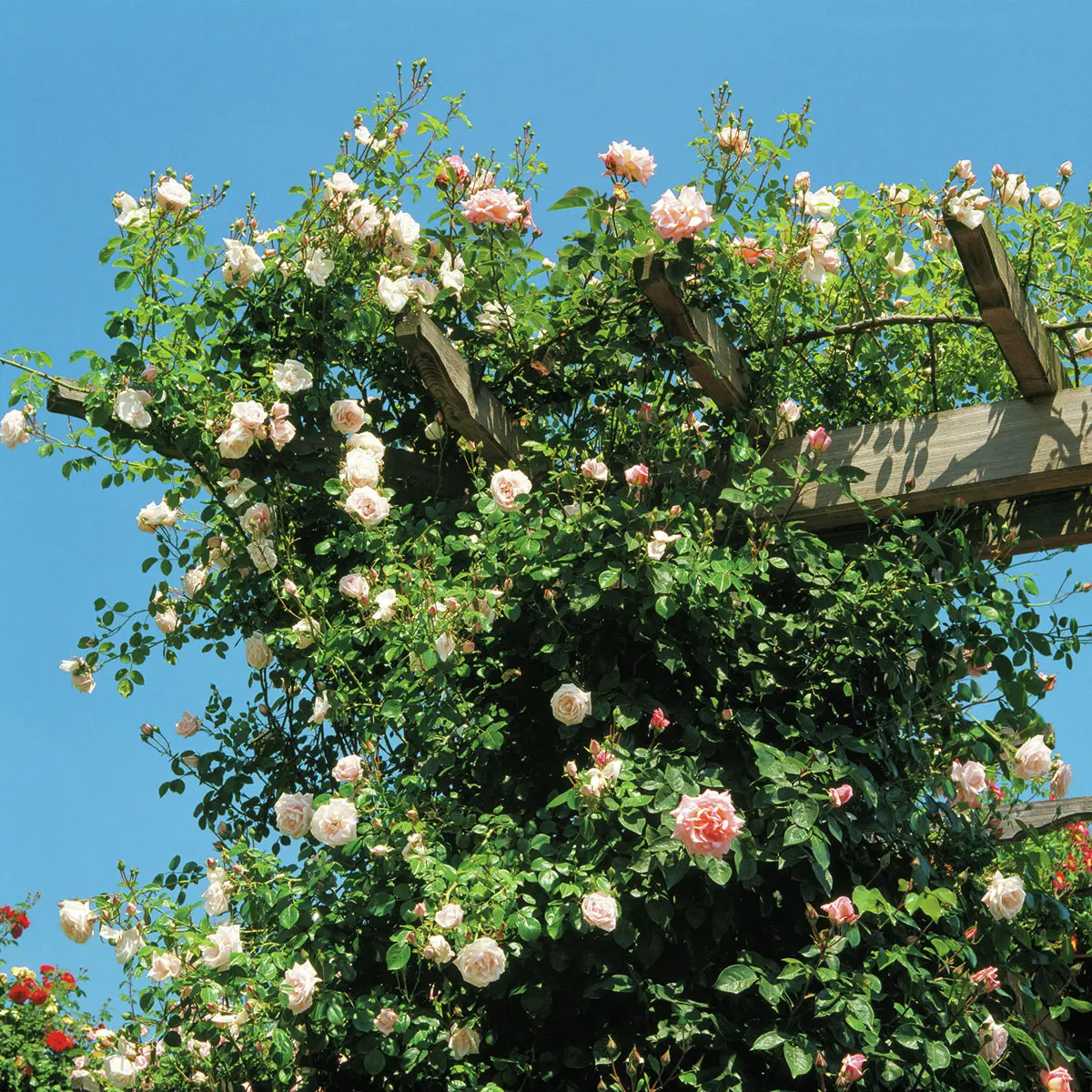 Kletterrose New Dawn