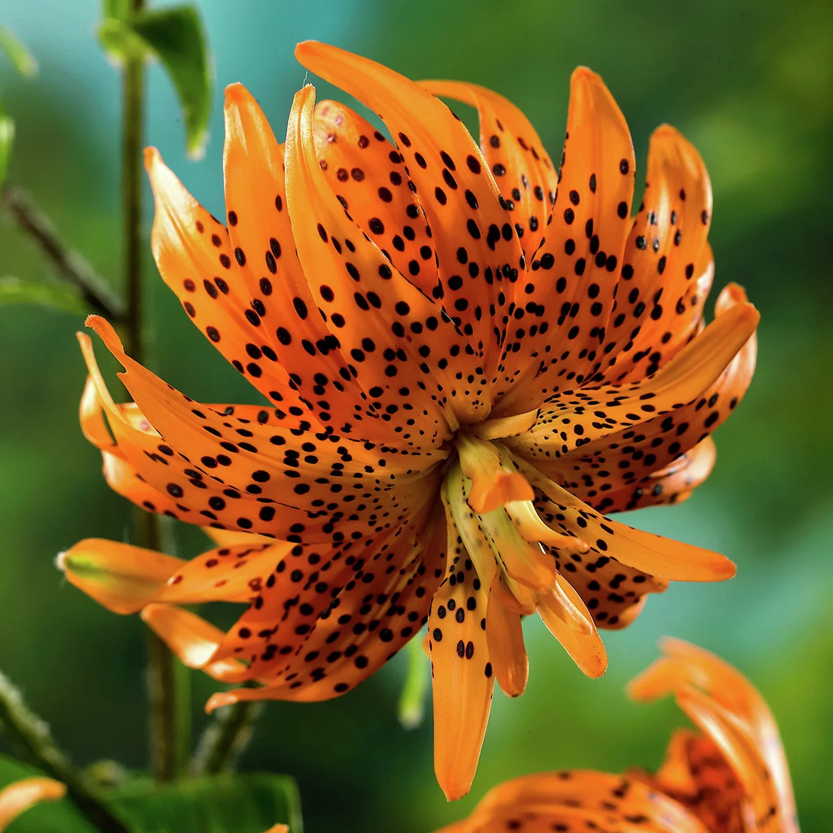 Tiger-Lilie Flore Pleno, gefüllt