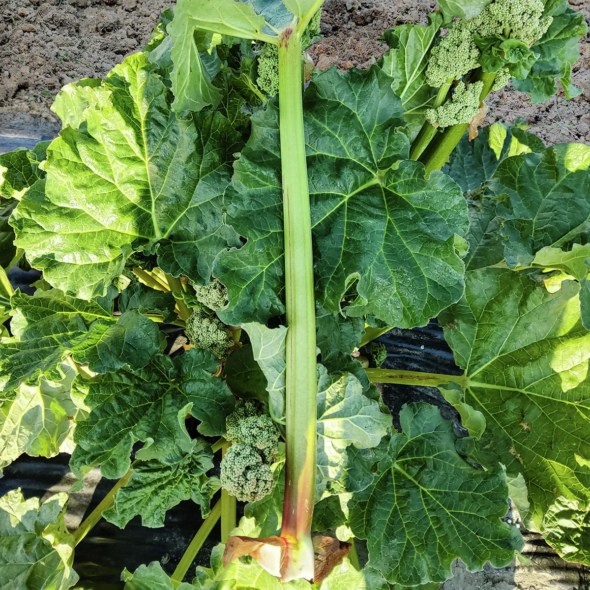 Rhabarber Glaskins Perpetual