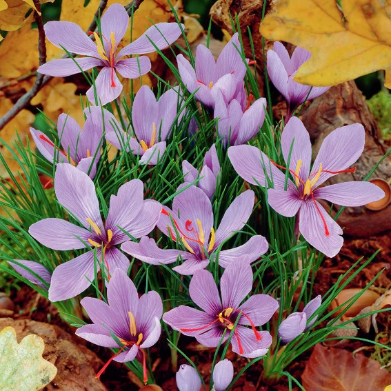 Safrankrokus, herbstblühend