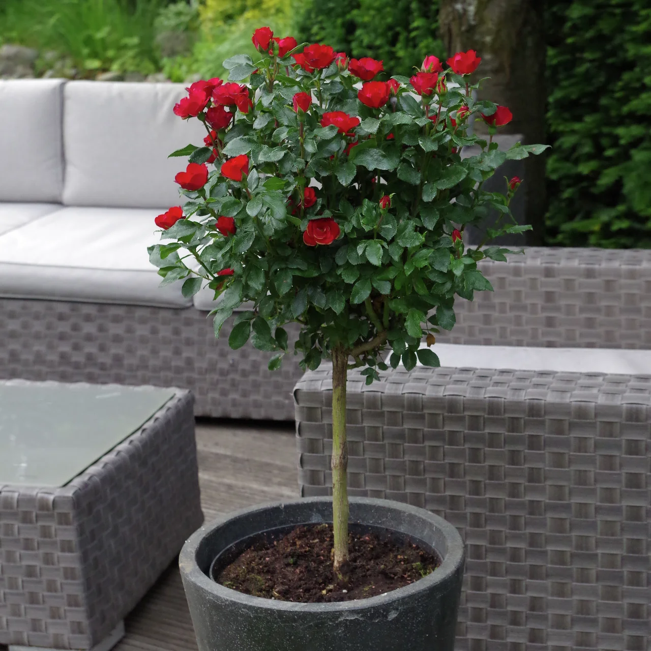 Beetrose Zepeti® Mini-Stamm, Höhe ca. 35-40 cm