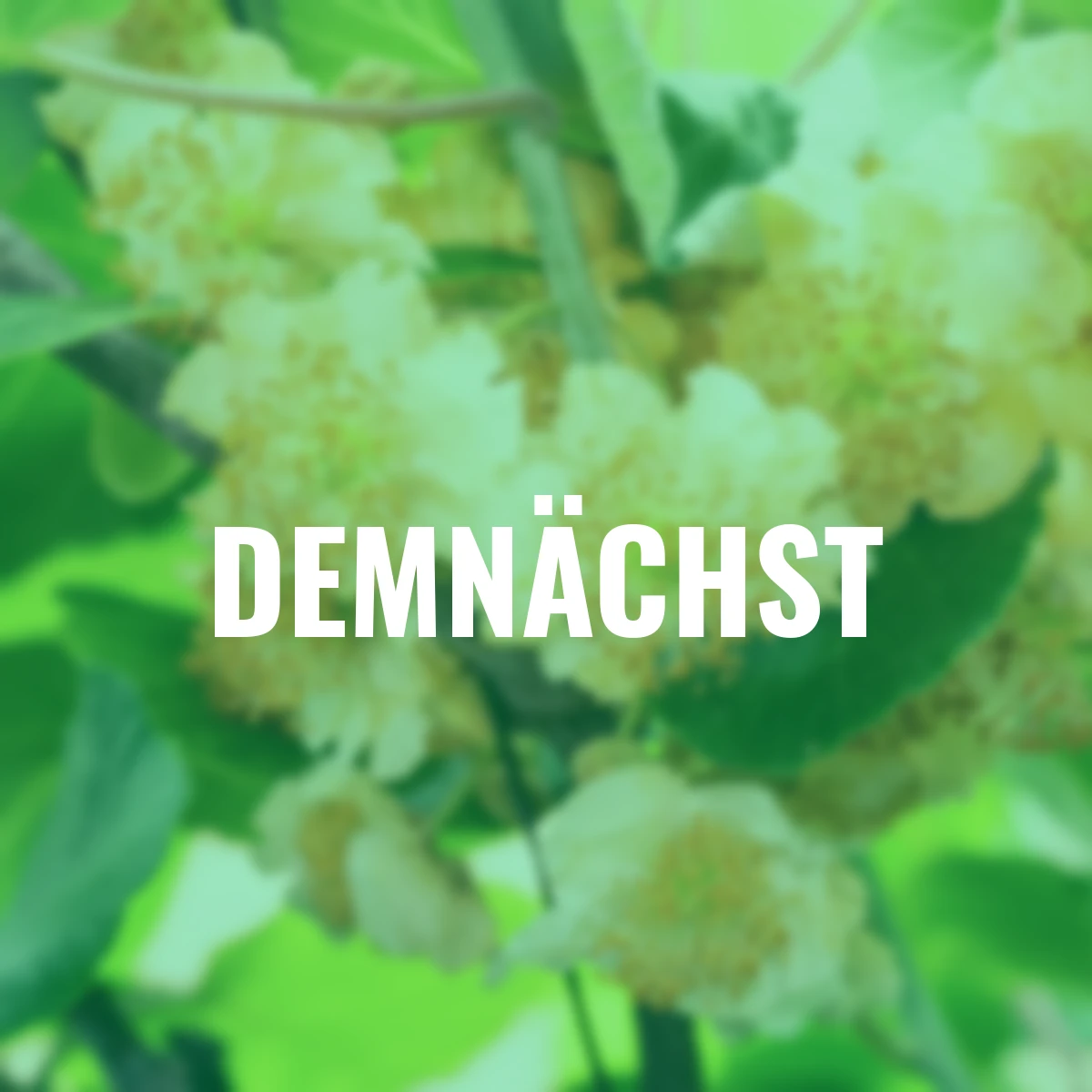 Kiwi Jenny, Höhe ca. 40-50 cm