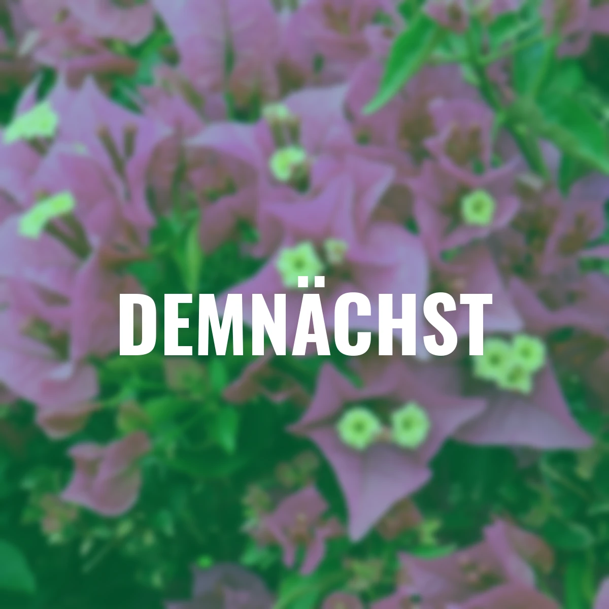 Wunderblumen Pyramide