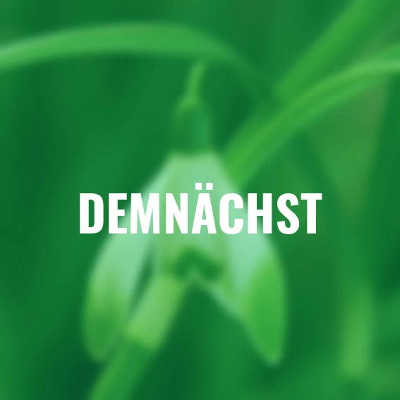 Schneeglöckchen Frühlingszauber