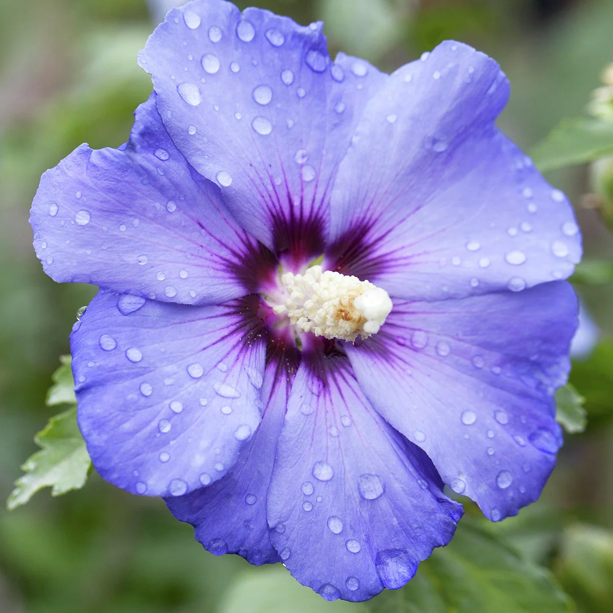 Gartenhibiskus-Stämmchen Blue Bird