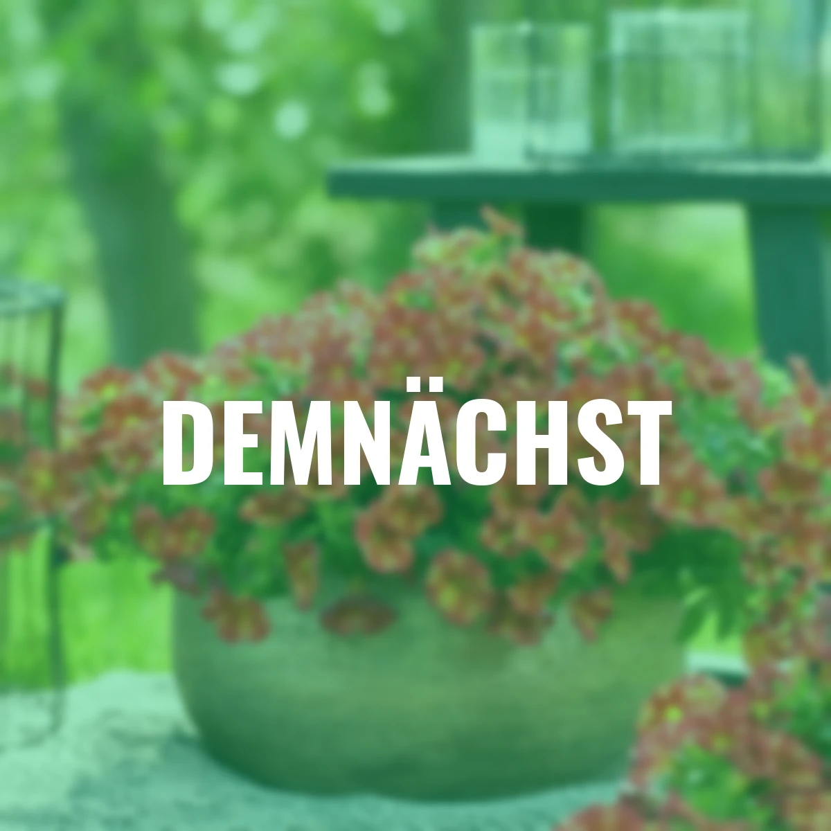 Zauberglöckchen Bakari®