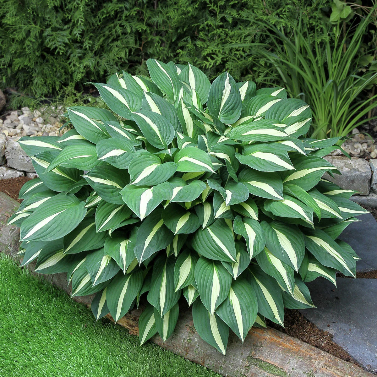 Funkie Risky Business