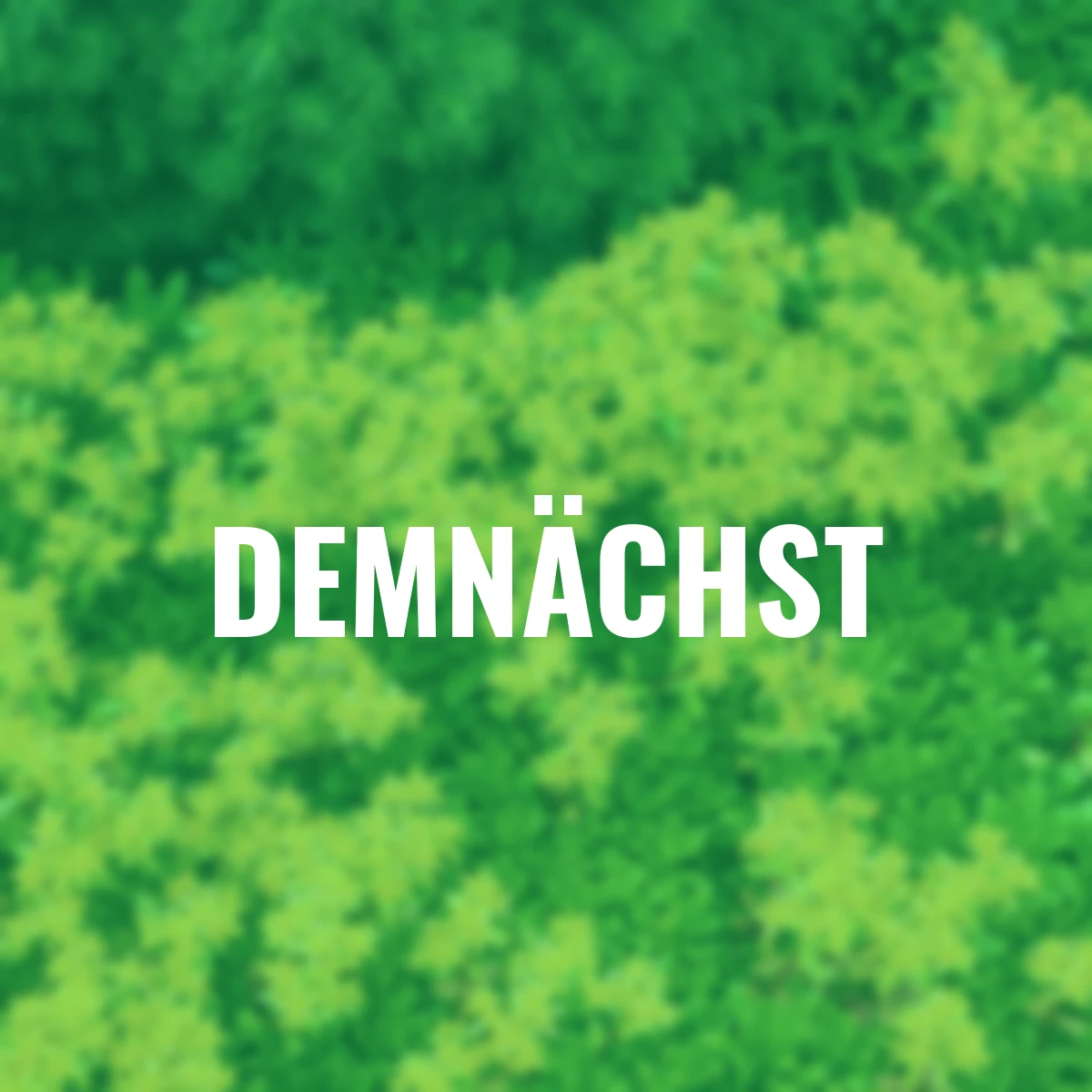 Fetthenne Immergrünchen