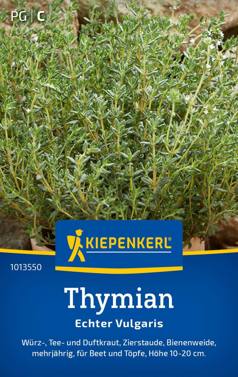 Thymian