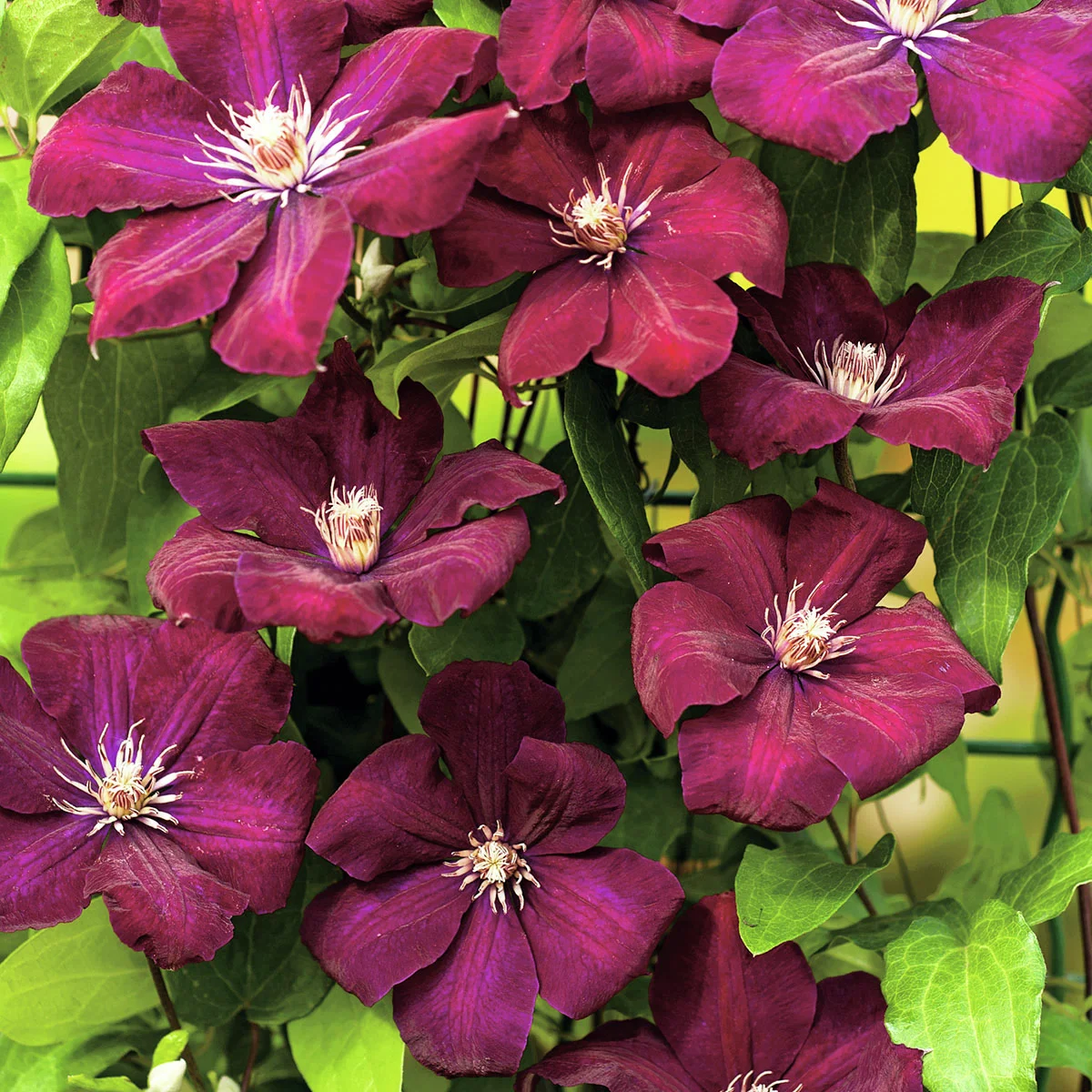 Clematis Rouge Cardinal