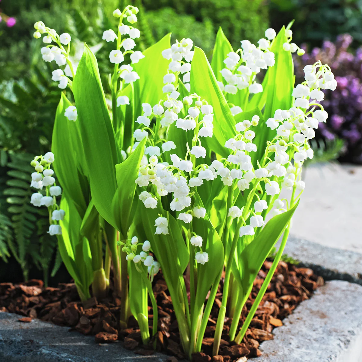 Maiglöckchen, weiß