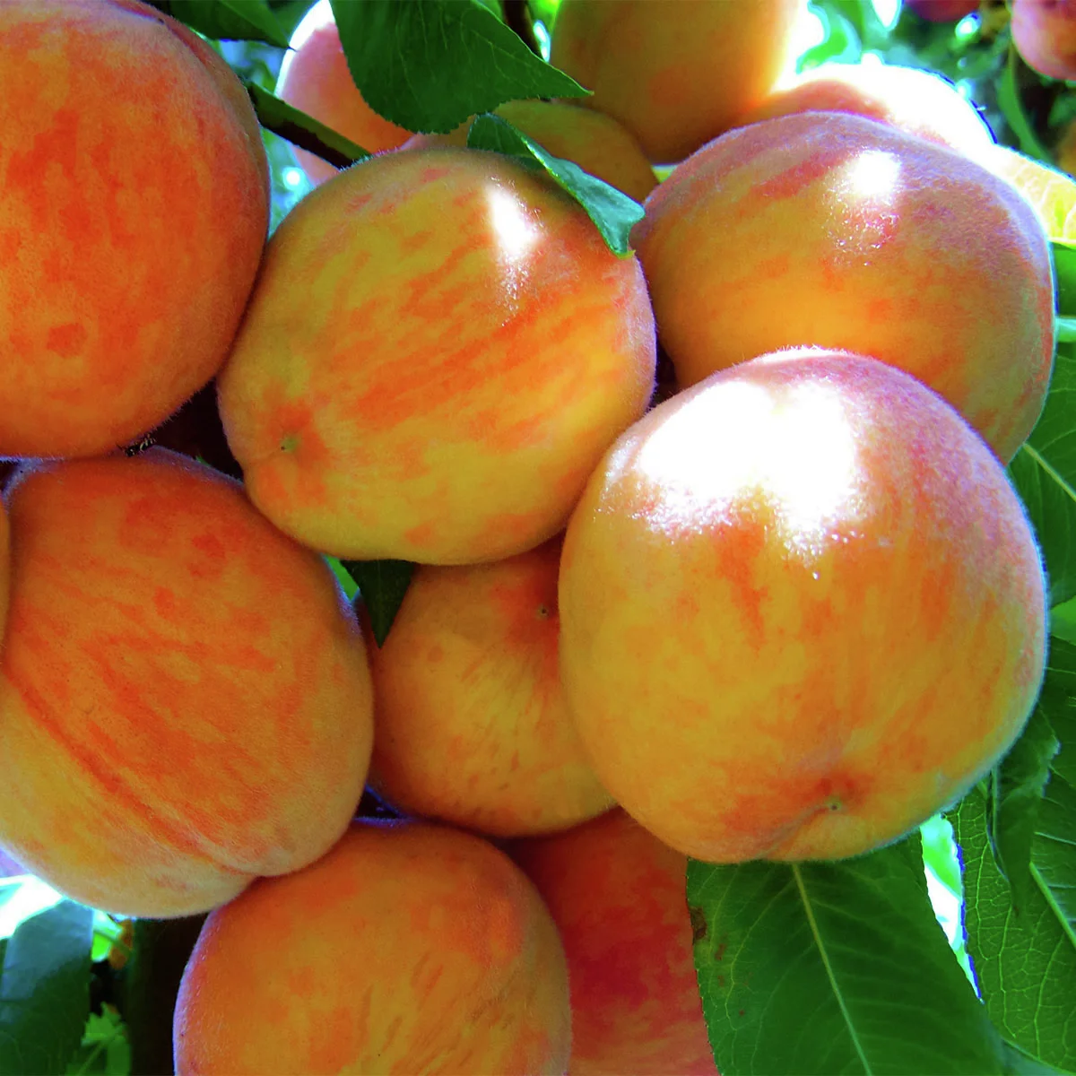 Ural-Pfirsich Wunder von Perm