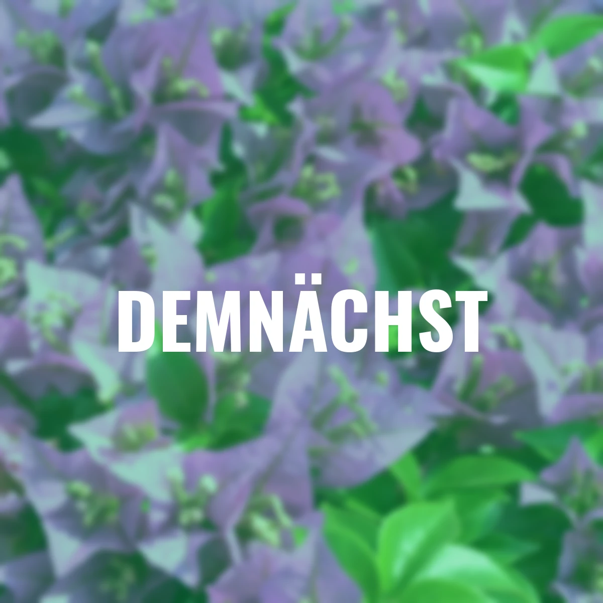 Wunderblumen Pyramide