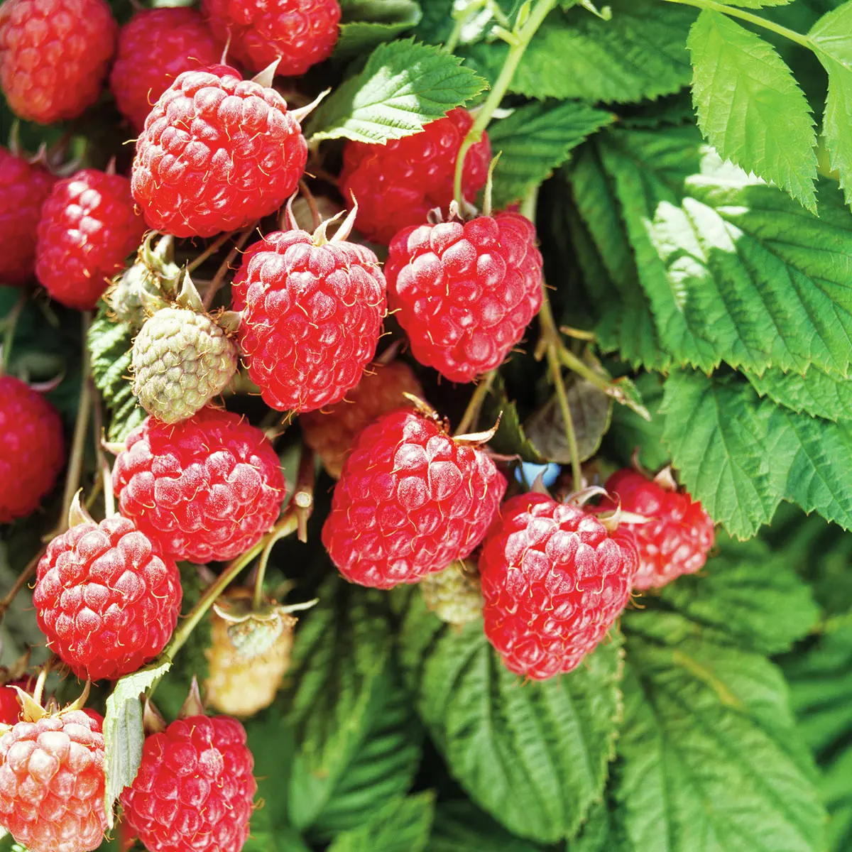 Kinder-Himbeere Glen Ample