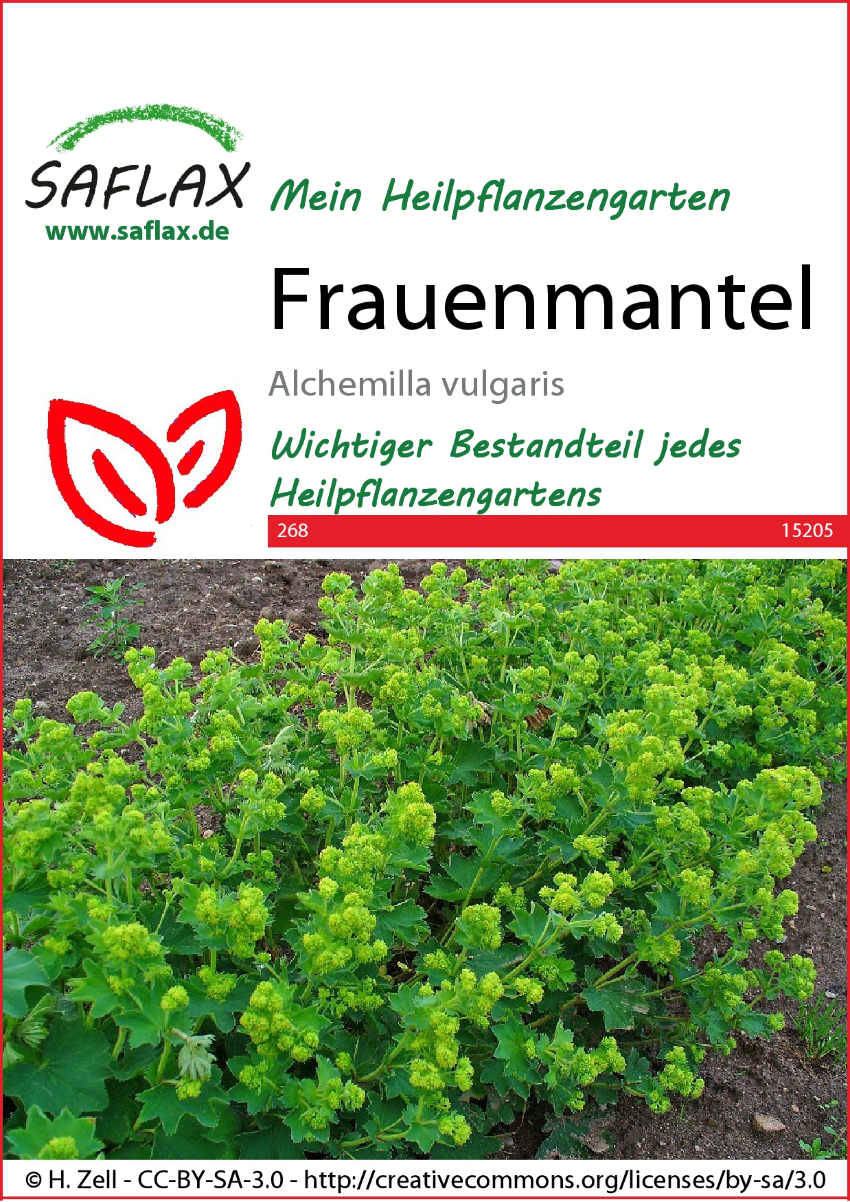 Frauenmantel - Samen