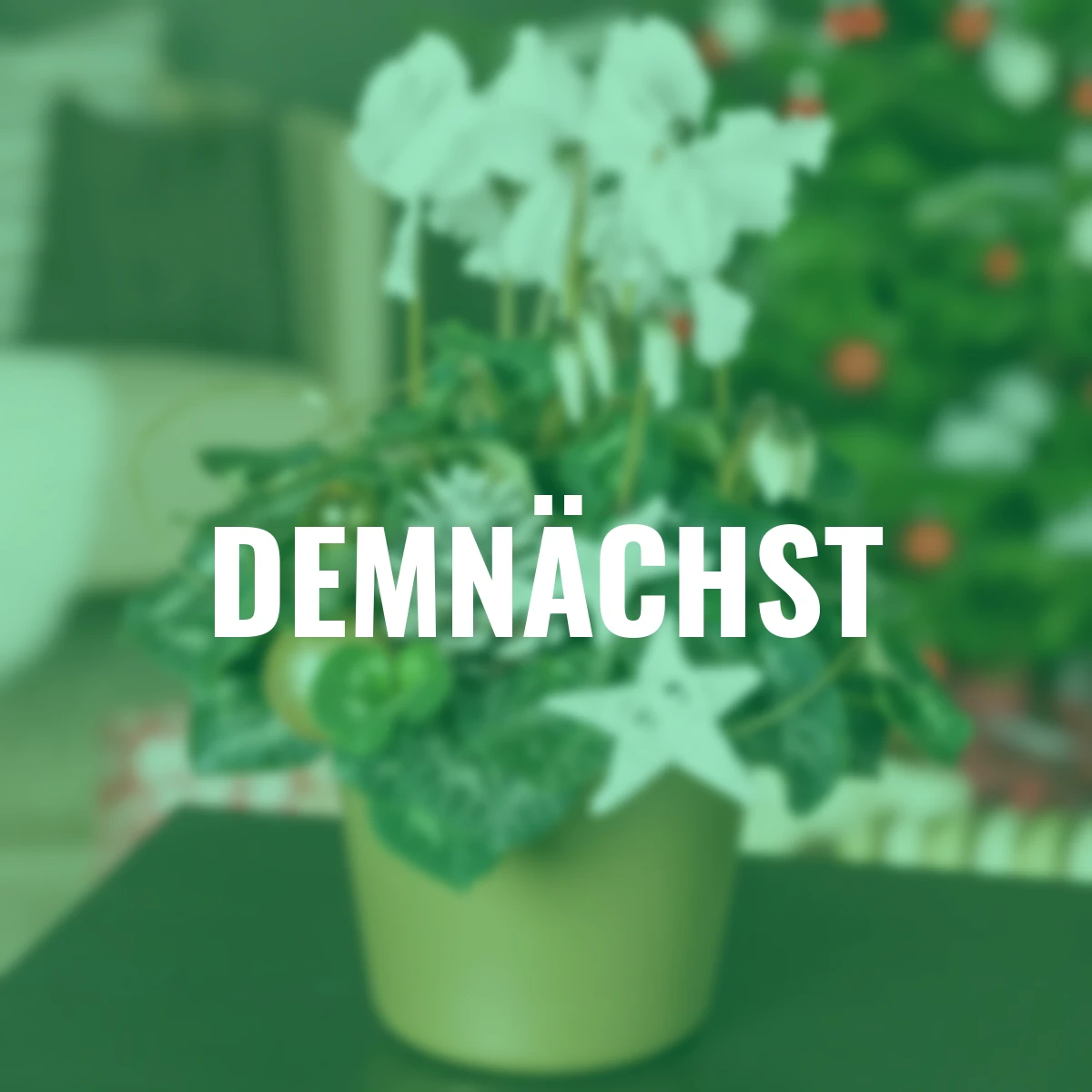 Alpenveilchen, weiß