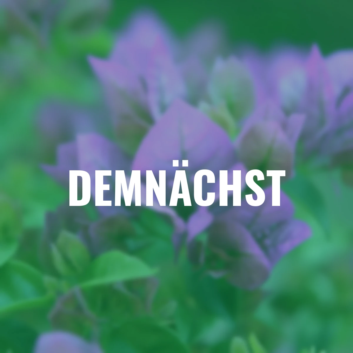 Wunderblumen Pyramide