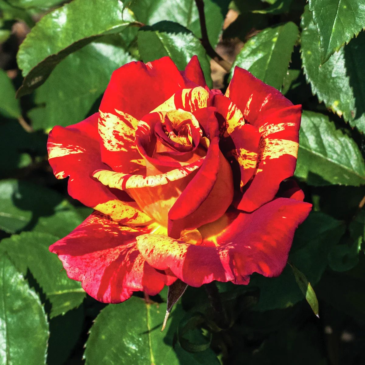 Edelrose  Valentina™ Freska®