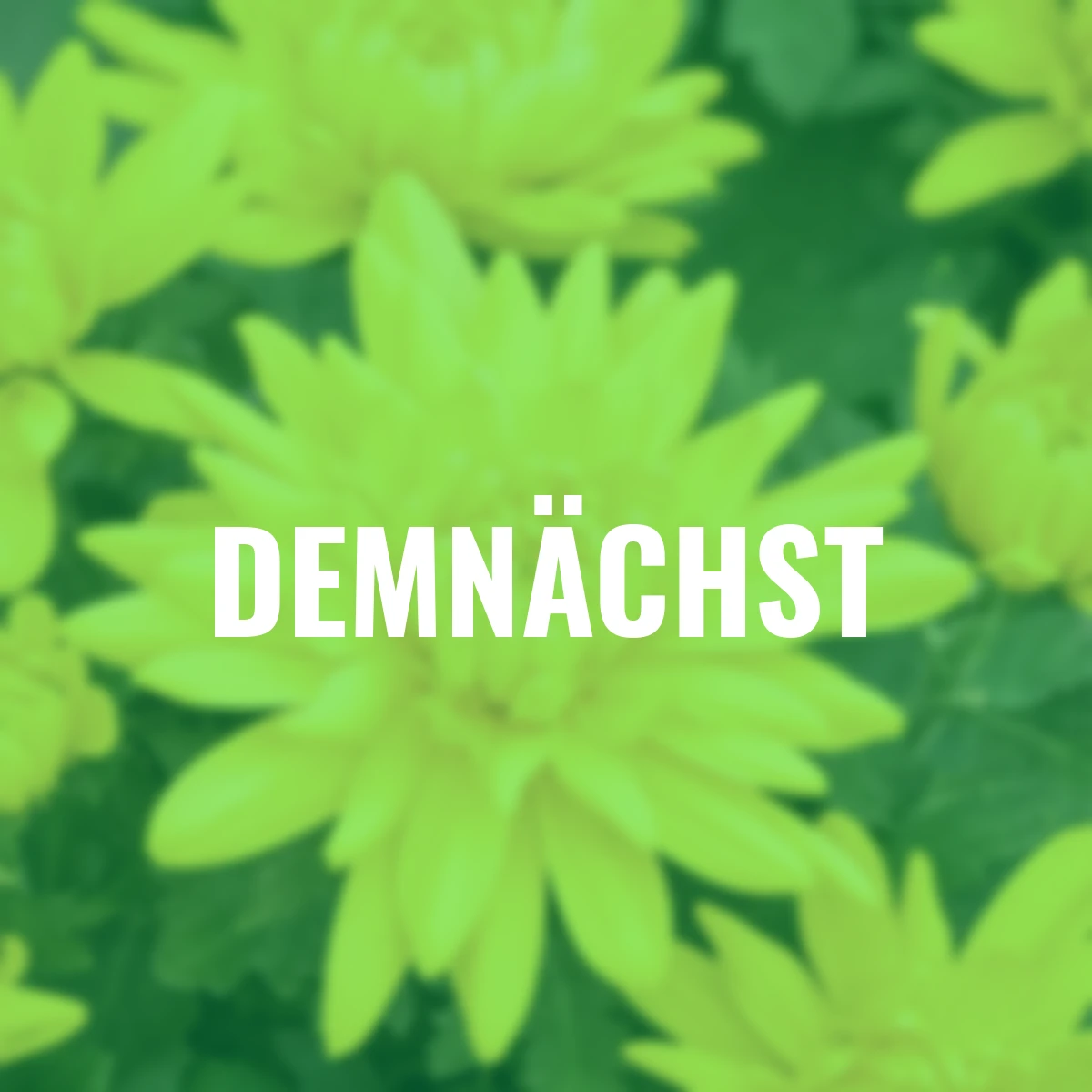 Herbst-Chrysantheme, gelb