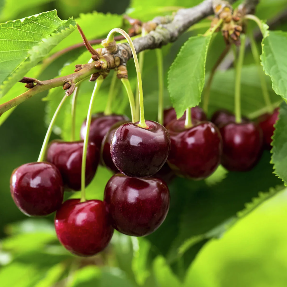 Säulen-Süßkirsche Victoria