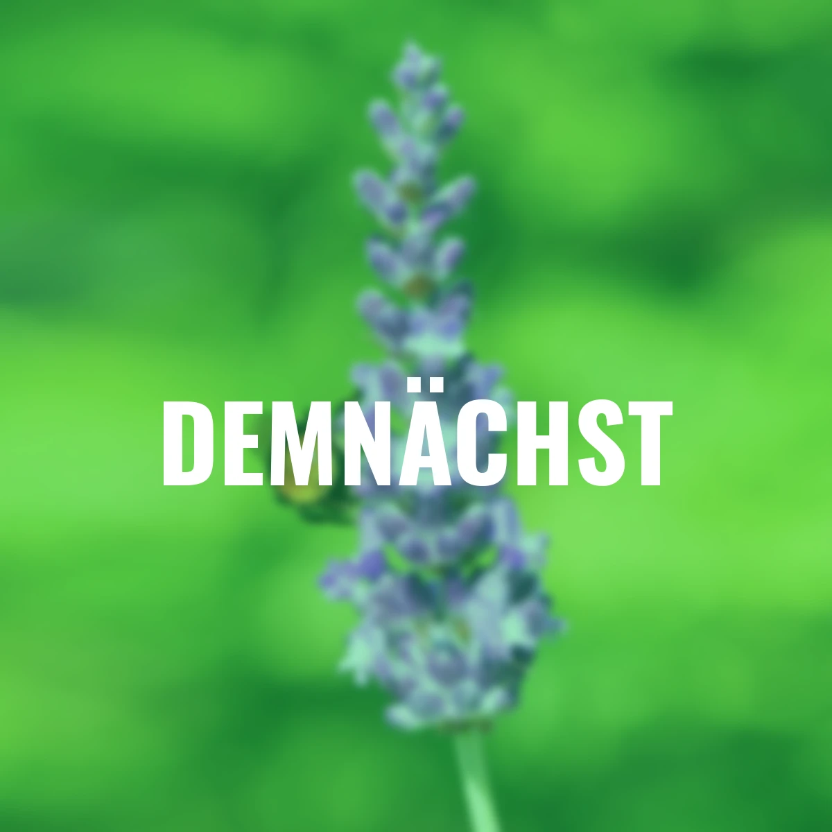 Englischer Lavendel Heavenly Night®