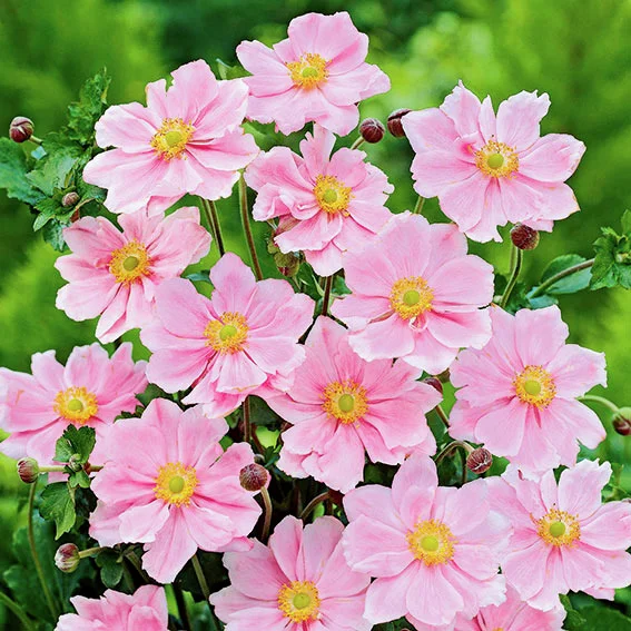 Herbstanemone Serenade