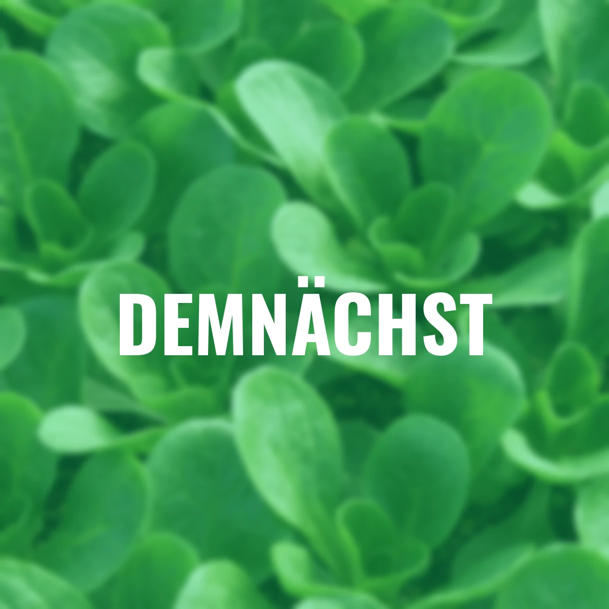 Saatgut-Holzbox Salatvielfalt, 7 Saatgut-Sorten