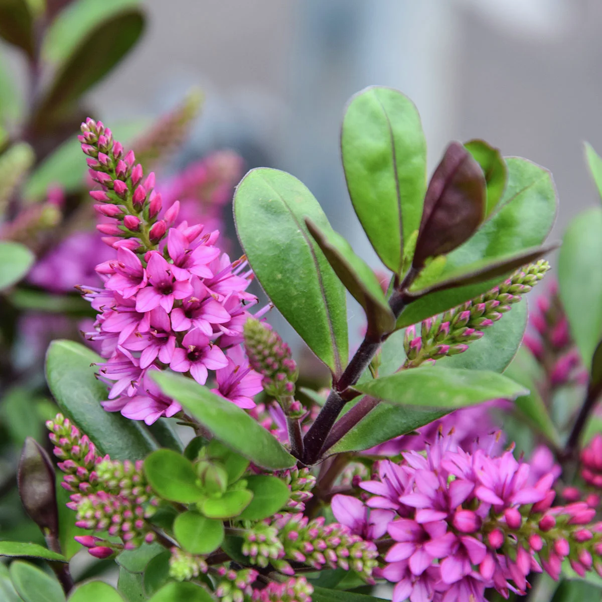 Pinke Strauchveronika