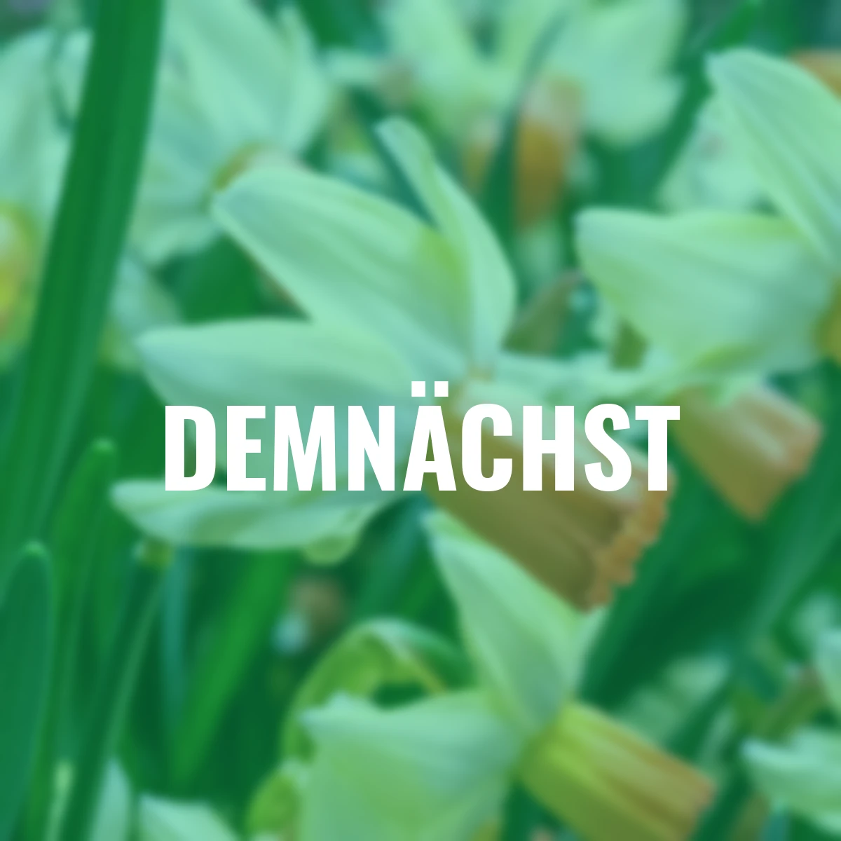 Narzissen-Set Zauberhaftes Blütenduo