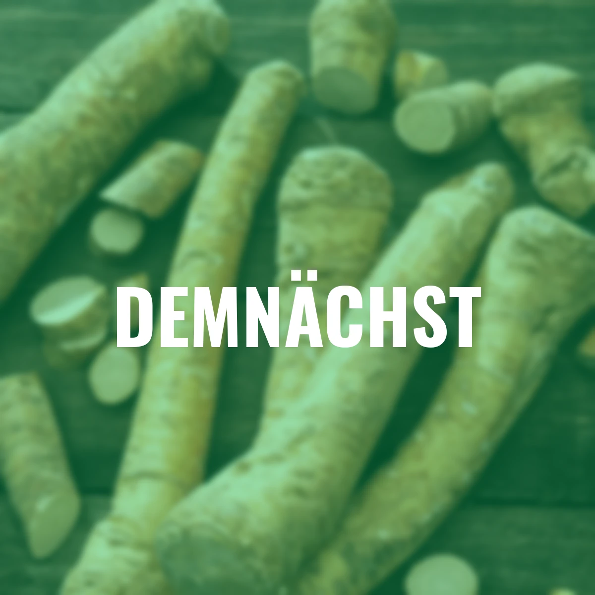 Gewürzpflanze Meerrettich Vitara®