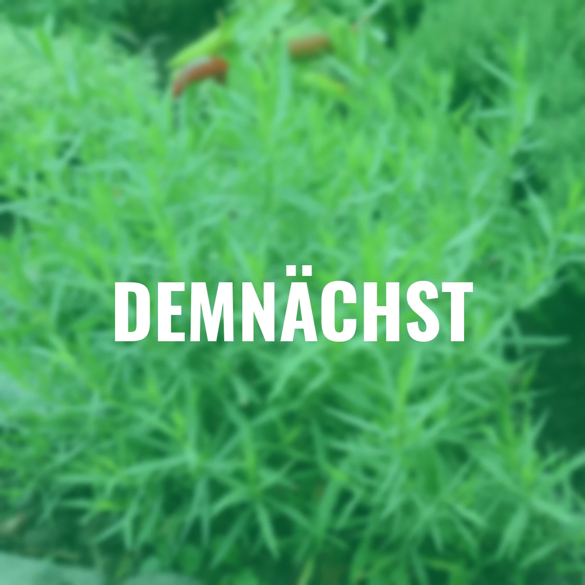 Küchenkräuterpflanze Estragon Pfefferkorn, im ca. 12 cm-Topf