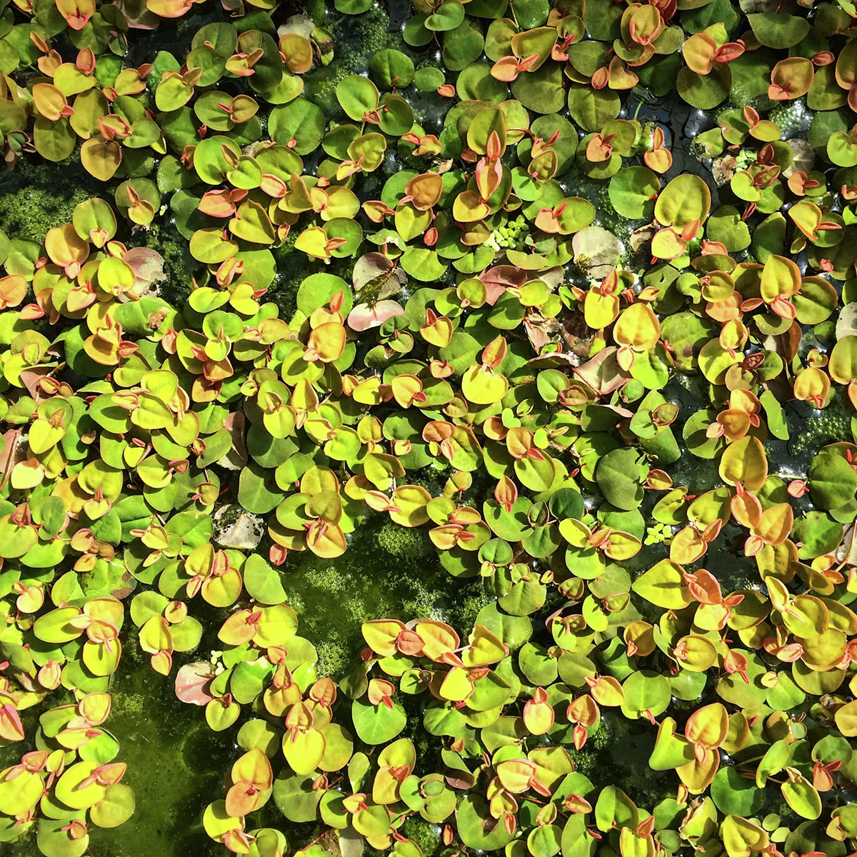 Schwimmende Wolfsmilch