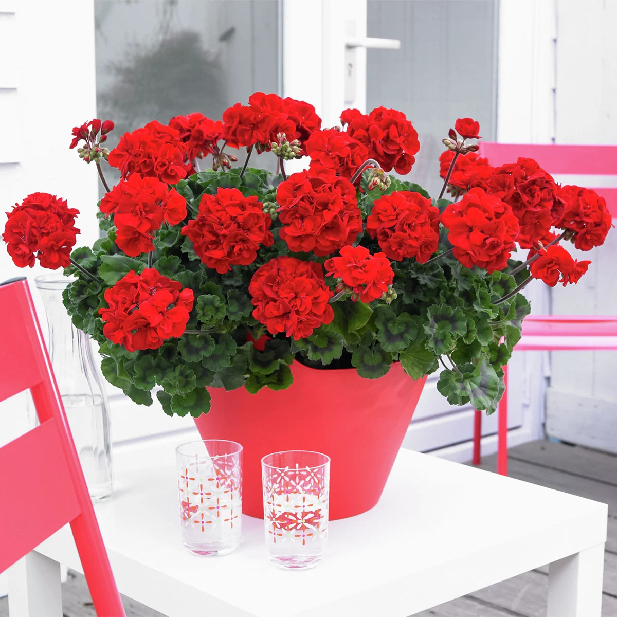 Geranie, rot