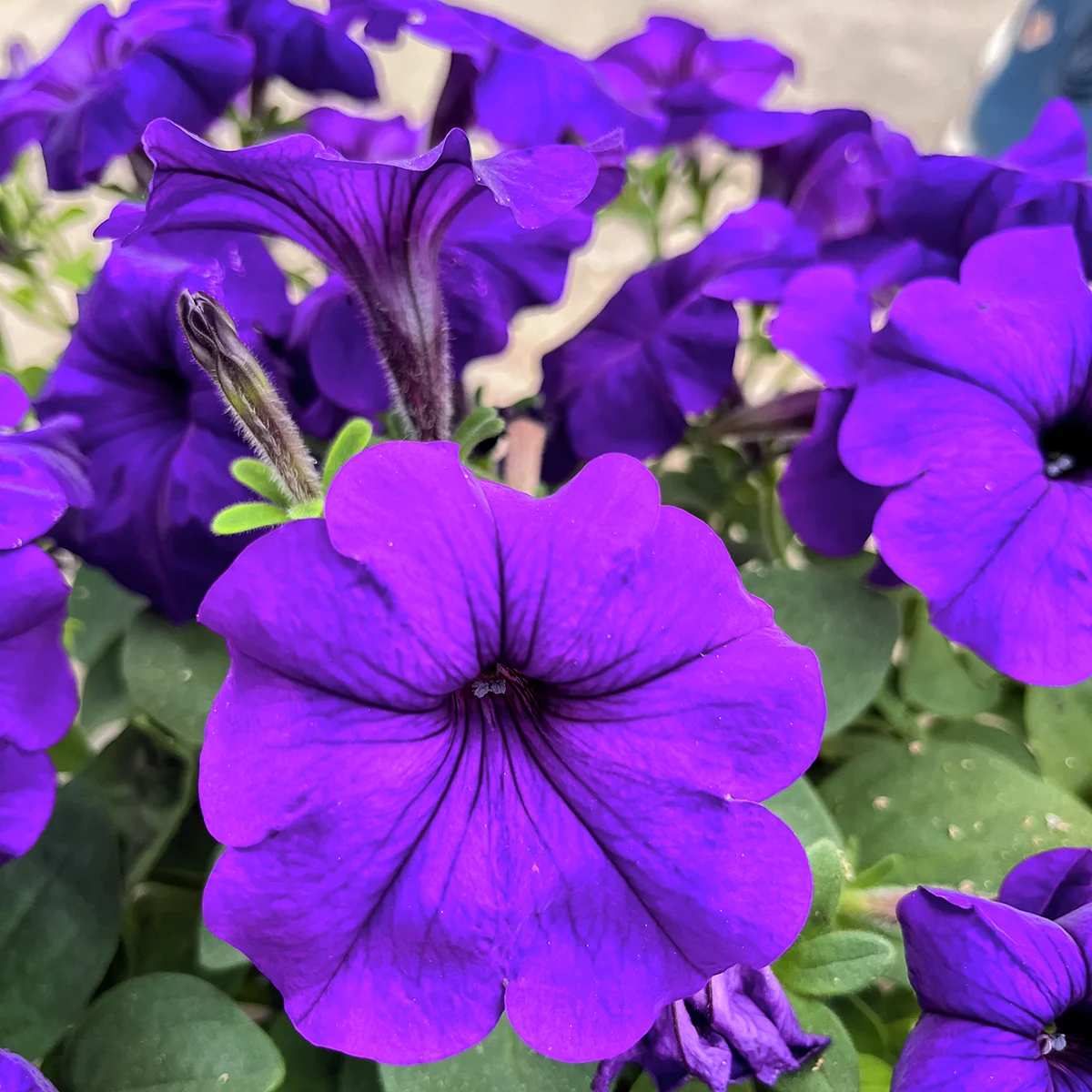 Riesenhängepetunie AlpeTunia® Blue