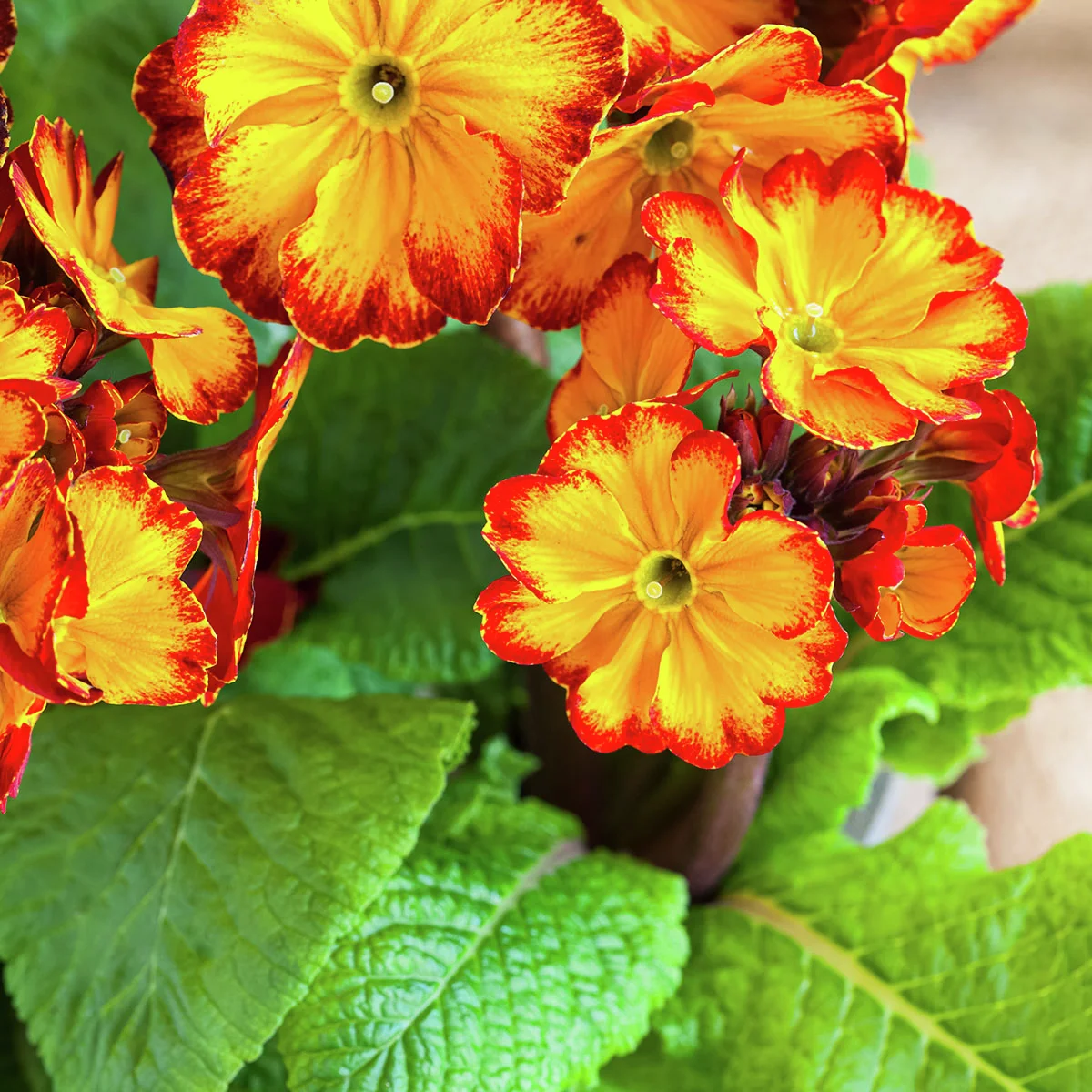 Stängel-Primel Inara® Flame