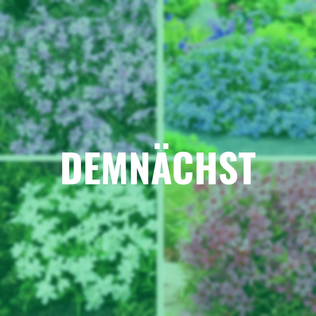 Polsterphlox Farbzauber Quartett, 12 Stück