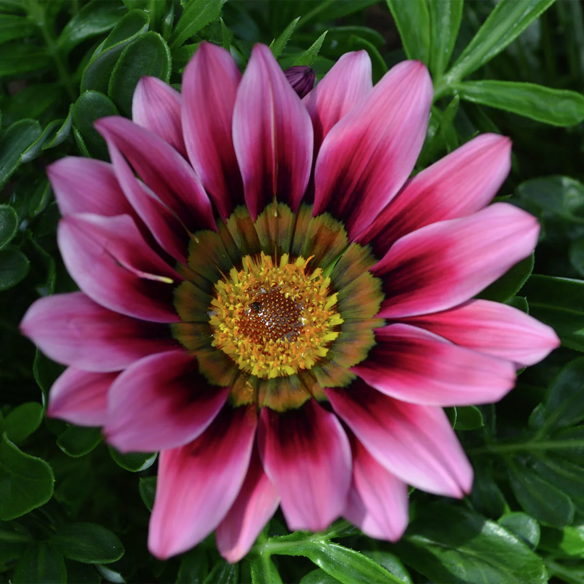 Mittagsgold, pinkrosa