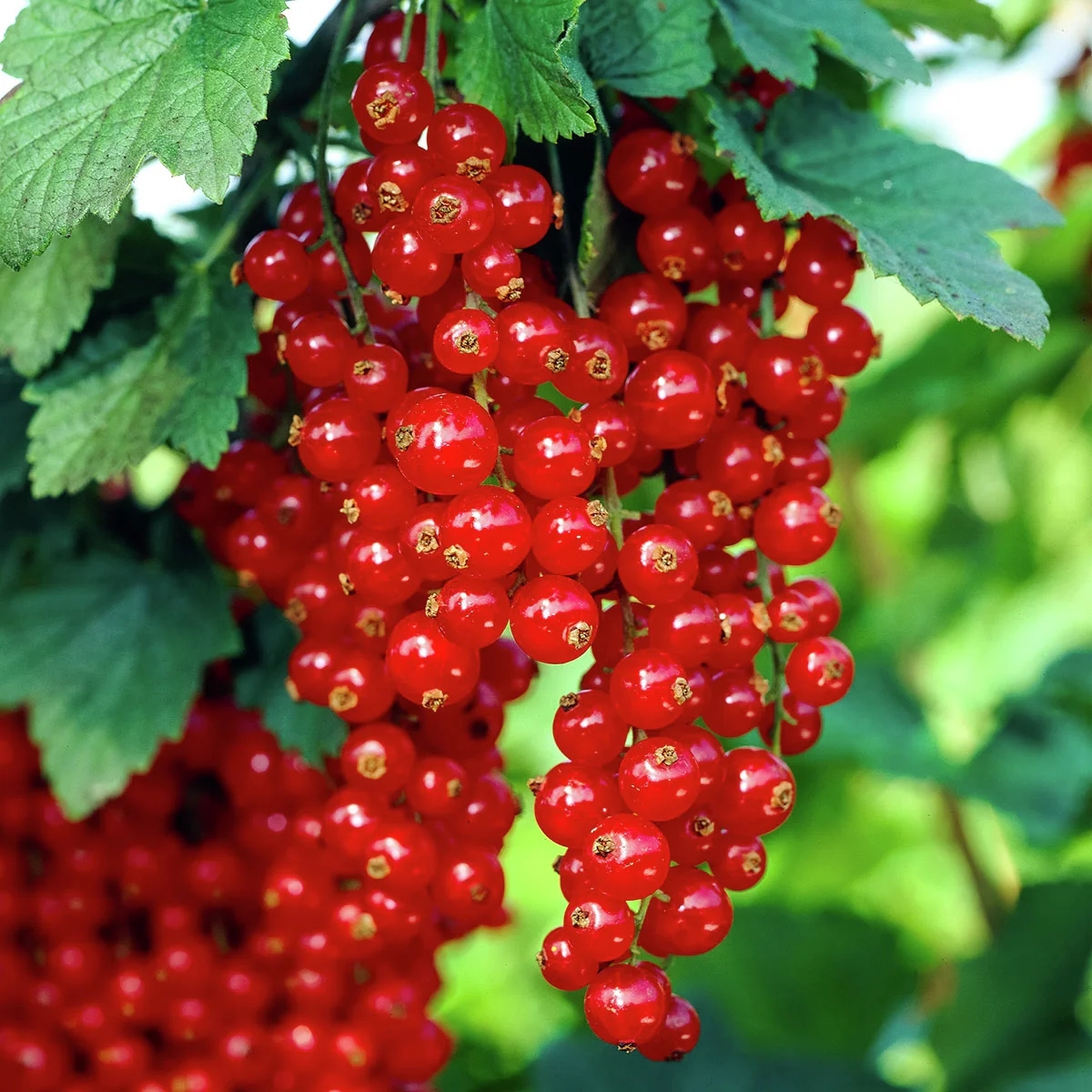 Rote Johannisbeere, Hochstamm