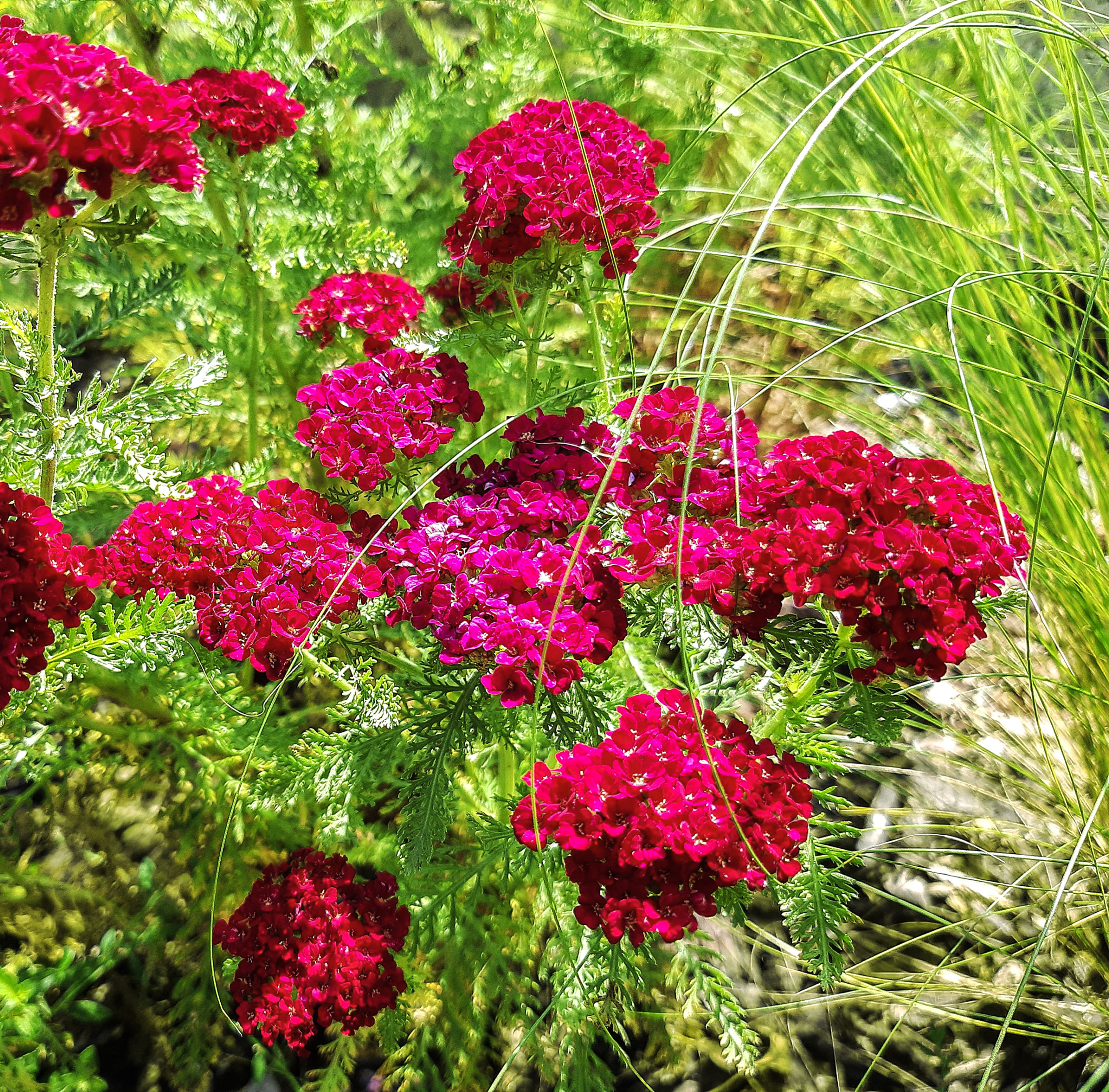 Rote Schafgarbe Kirschkönigin