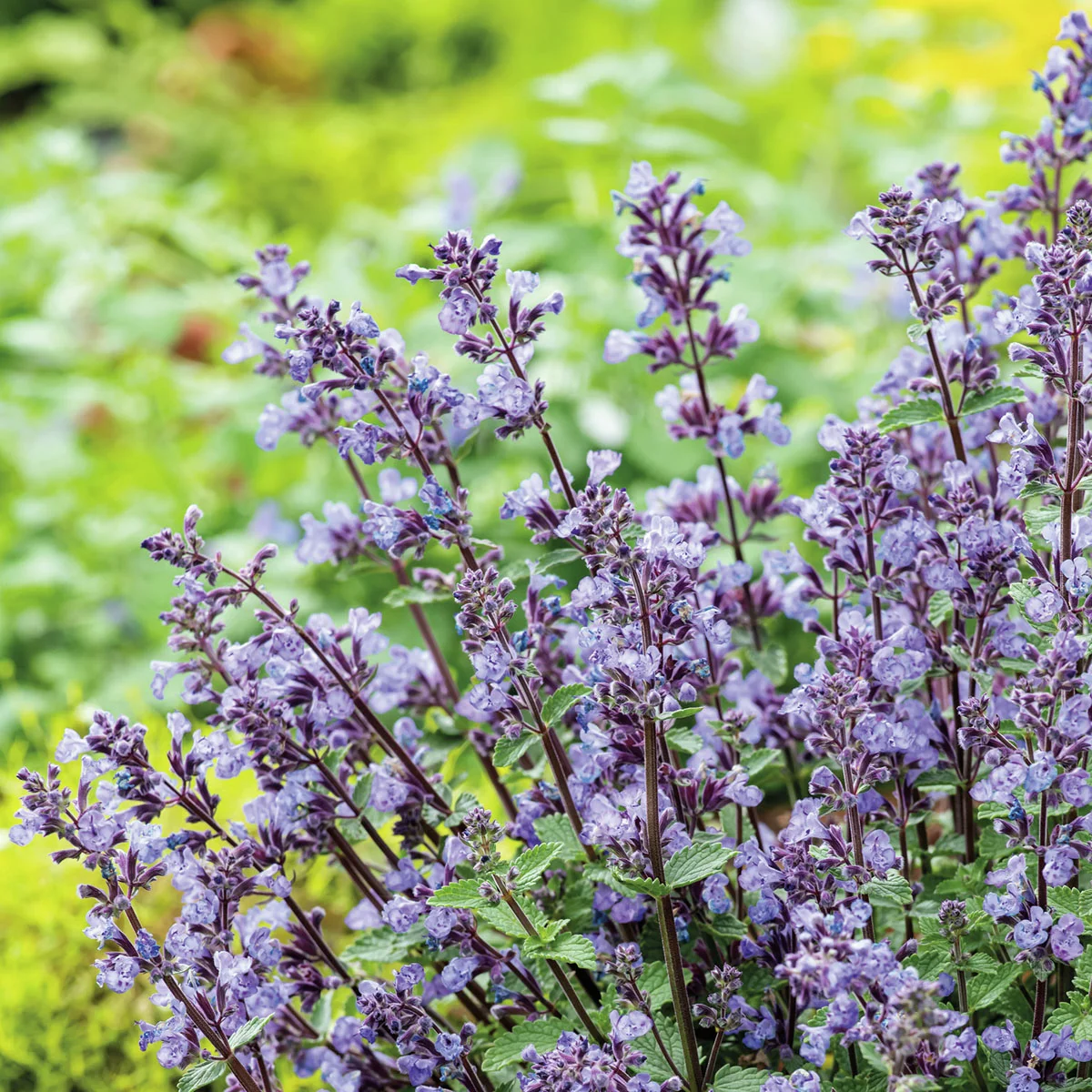 Katzenminze, blau, im ca. 19 cm-Topf