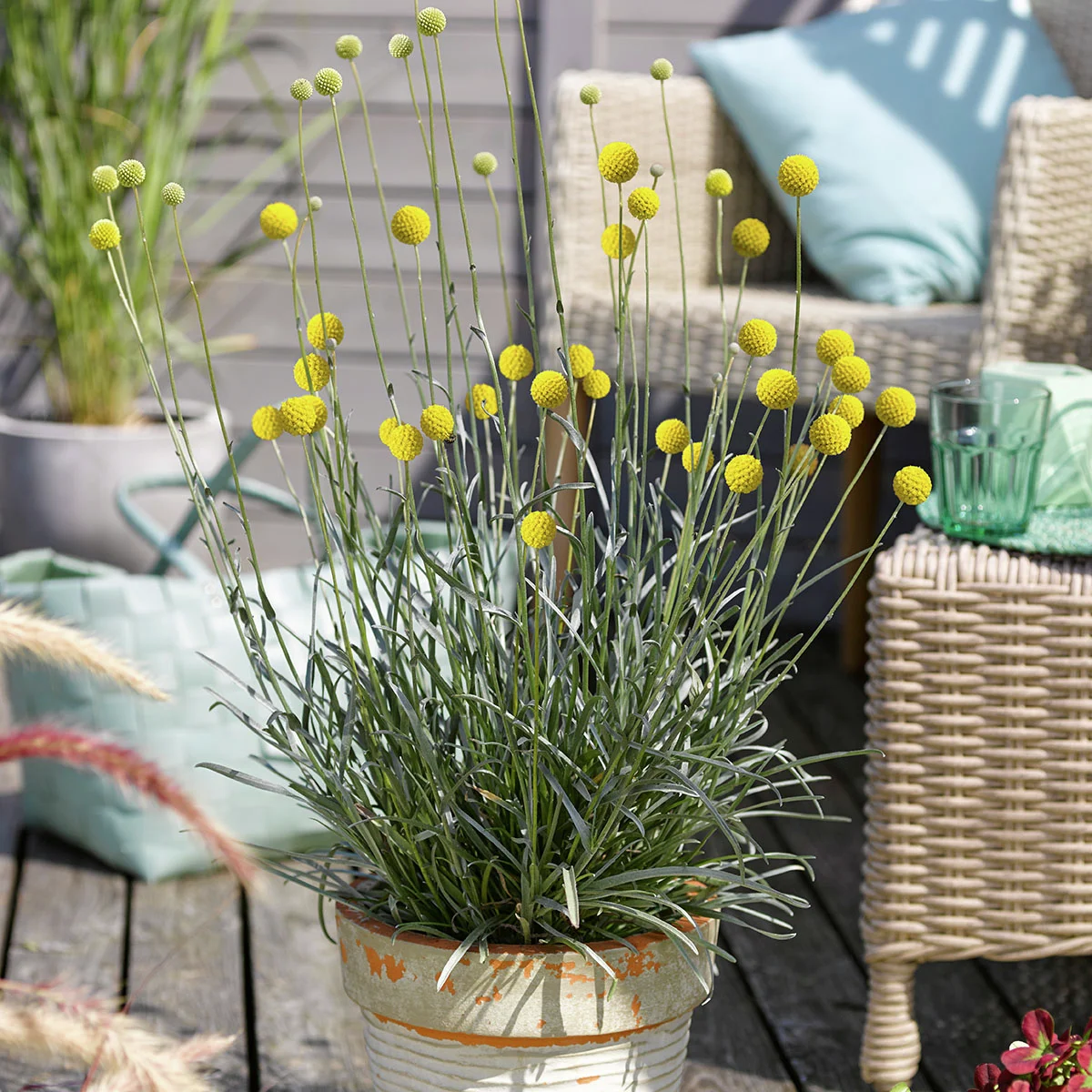 Trommelstöckchen Craspedia