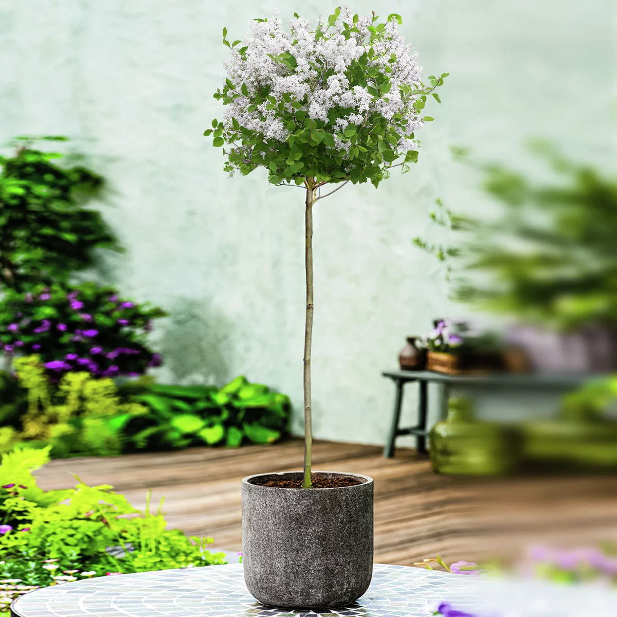 Duftflieder-Stämmchen Flowerfesta®, weiß