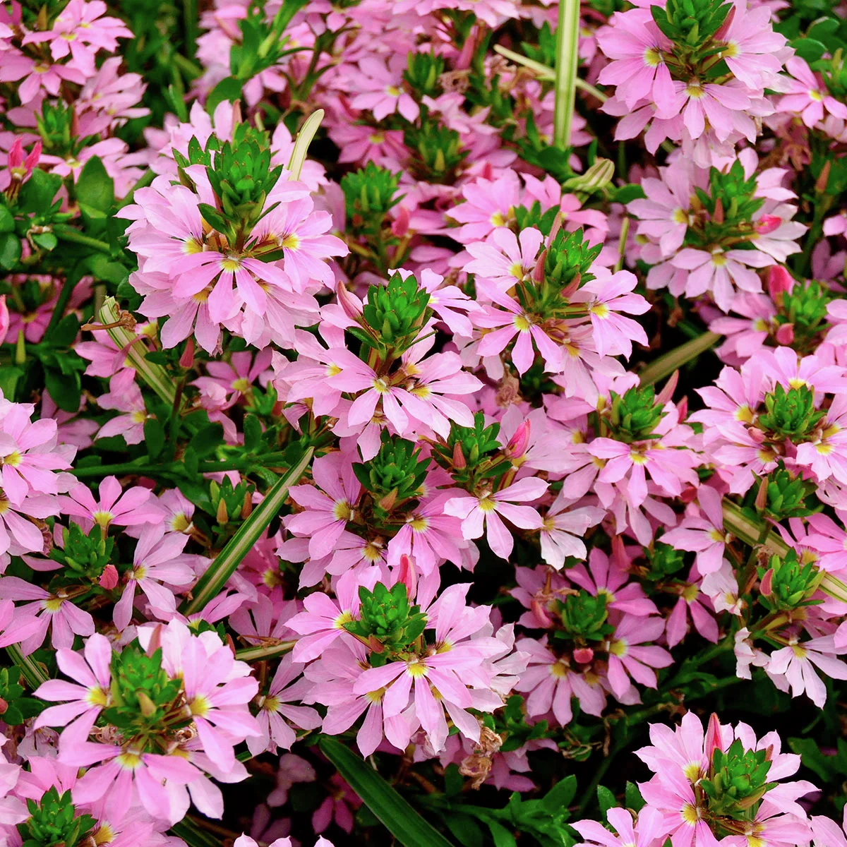 Rosa Fächerblume