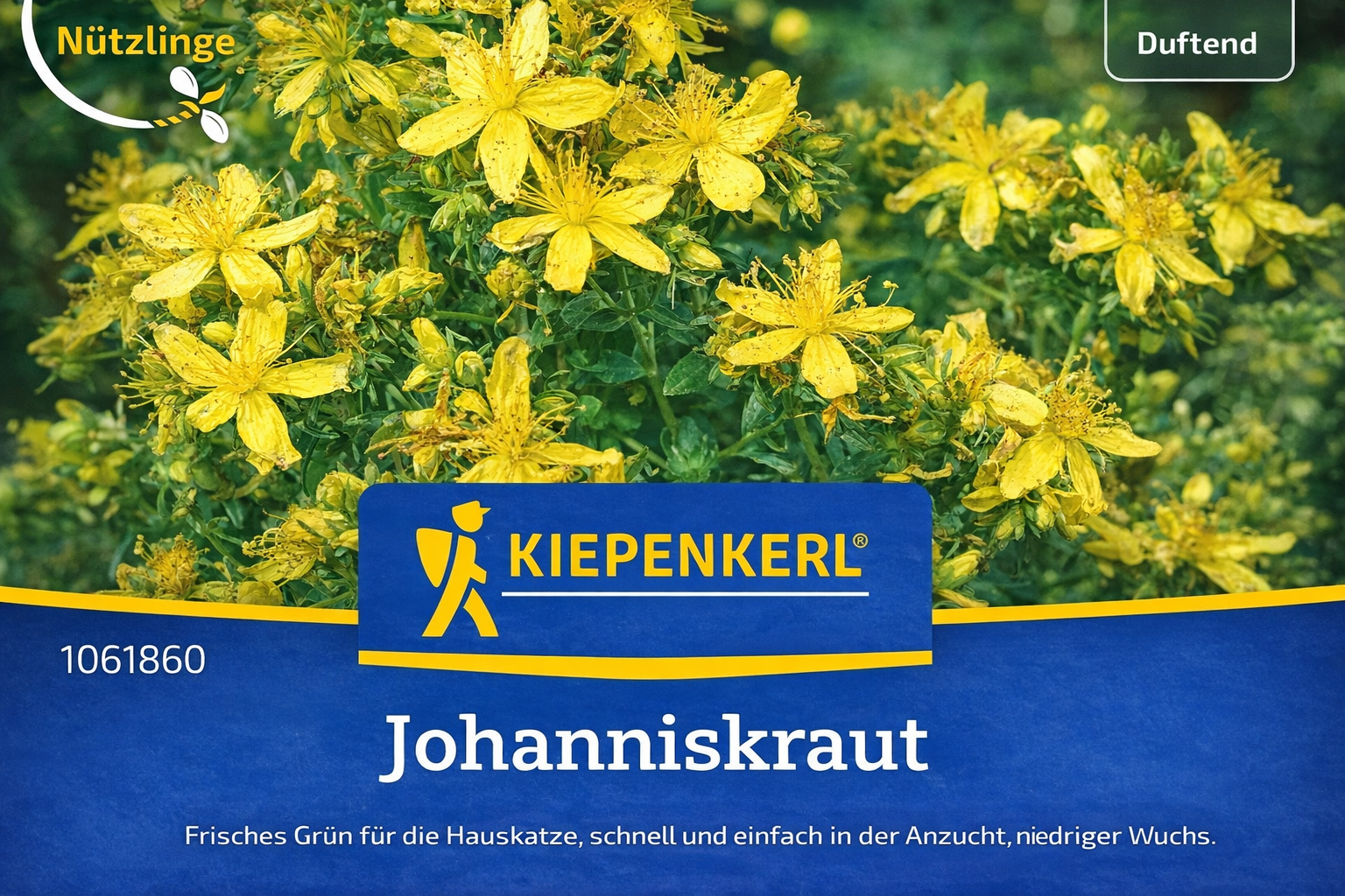 Echtes-Johanniskraut