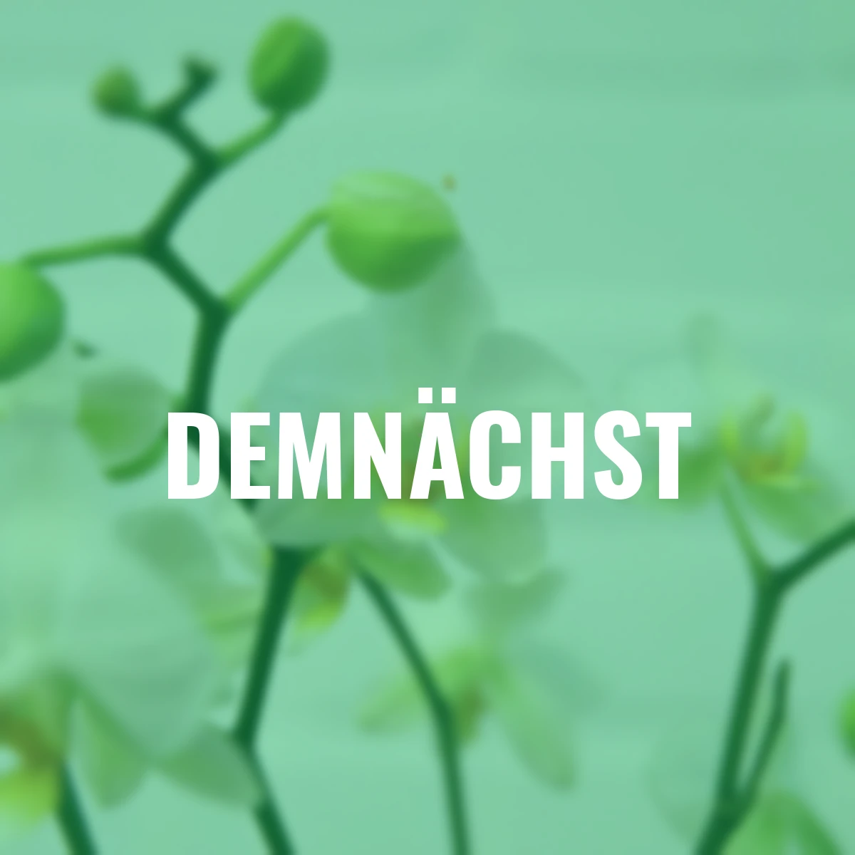 Schmetterlings-Orchidee Lausanne, ungestäbt, Höhe ca. 40-50 cm