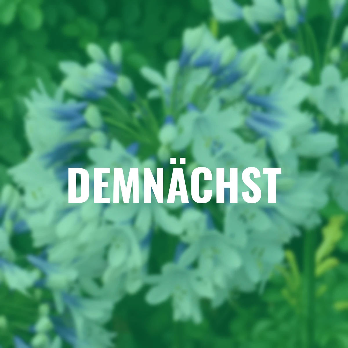 Schmucklilie Twister