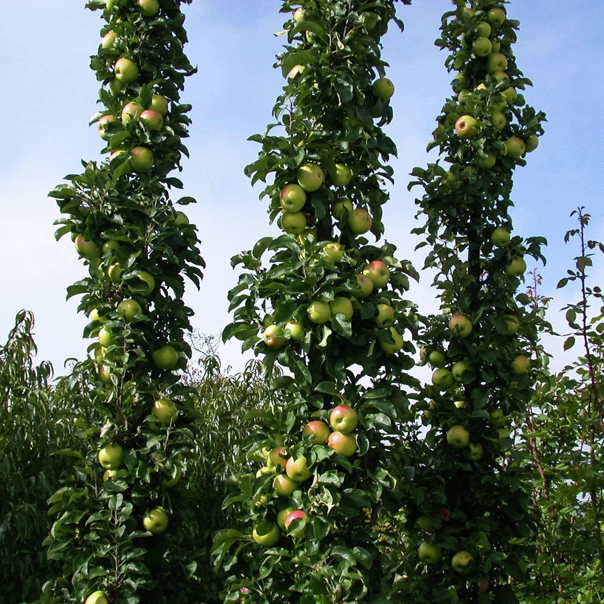 Säulen-Apfel Rondo®