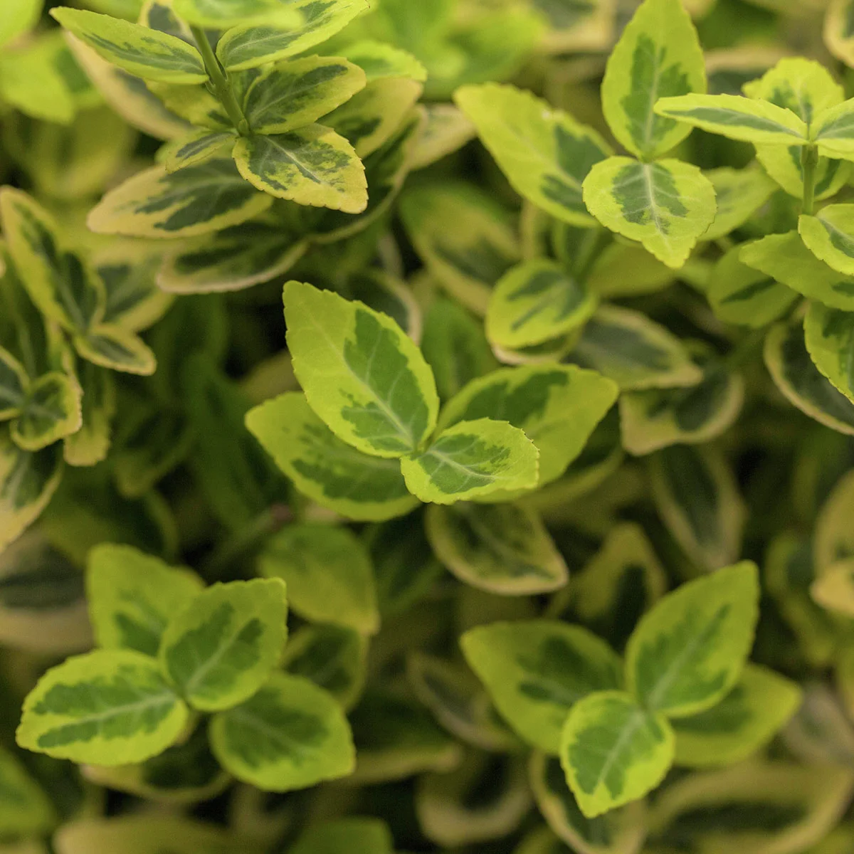 Spindelstrauch Emerald'n Gold