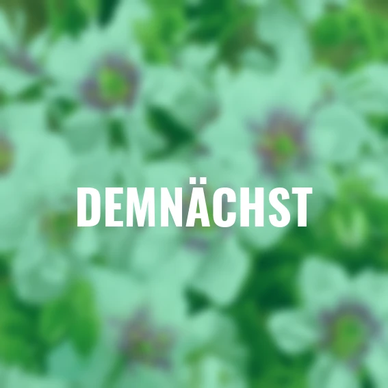 Storchschnabel Double Jewel