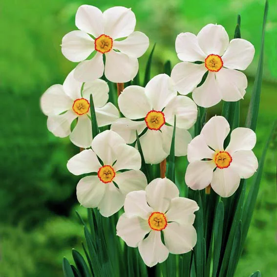 Dichternarzisse Actaea